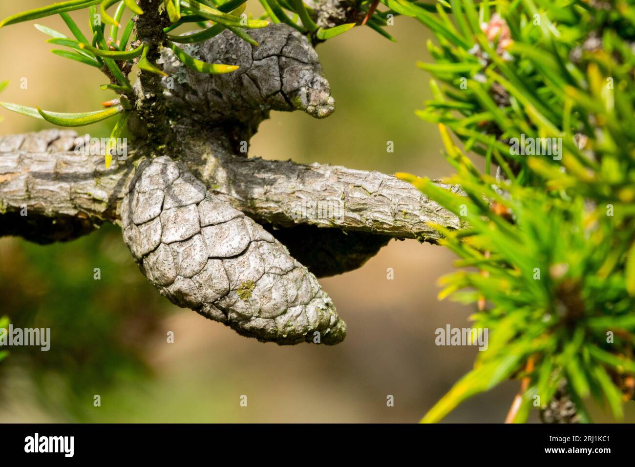 Pinus banksiana Cone Jack Pine Stock Photo