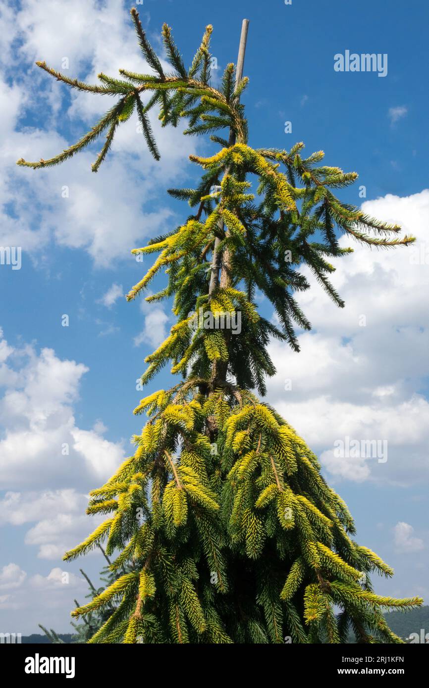 Norway spruce, Picea abies "Gold Drift", Conifer, Tree, Spruce Stock Photo