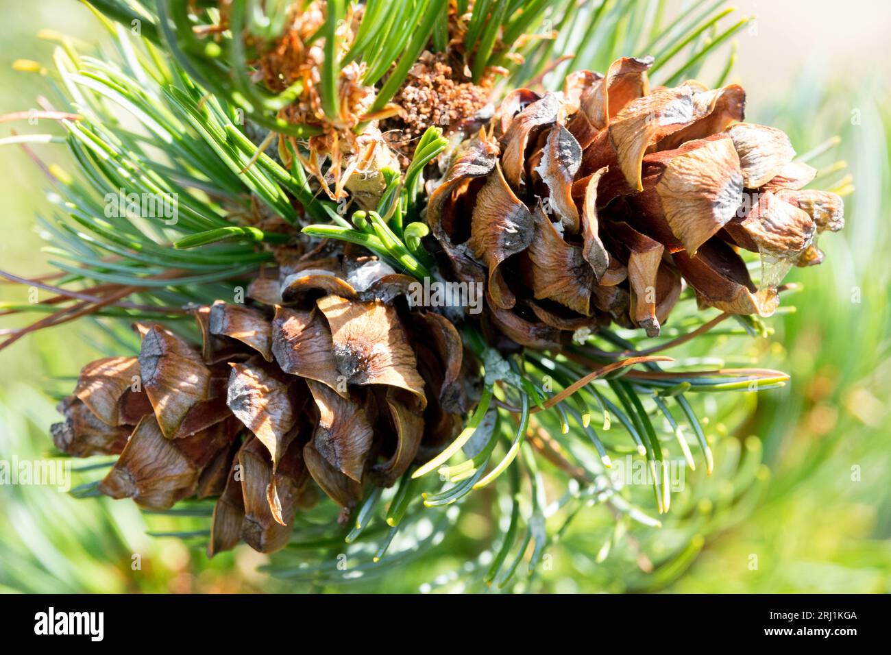 Japanese White Pine, Cones, Pinus parviflora 'Chikuza Goten', Branch, closeup, Needles Stock Photo