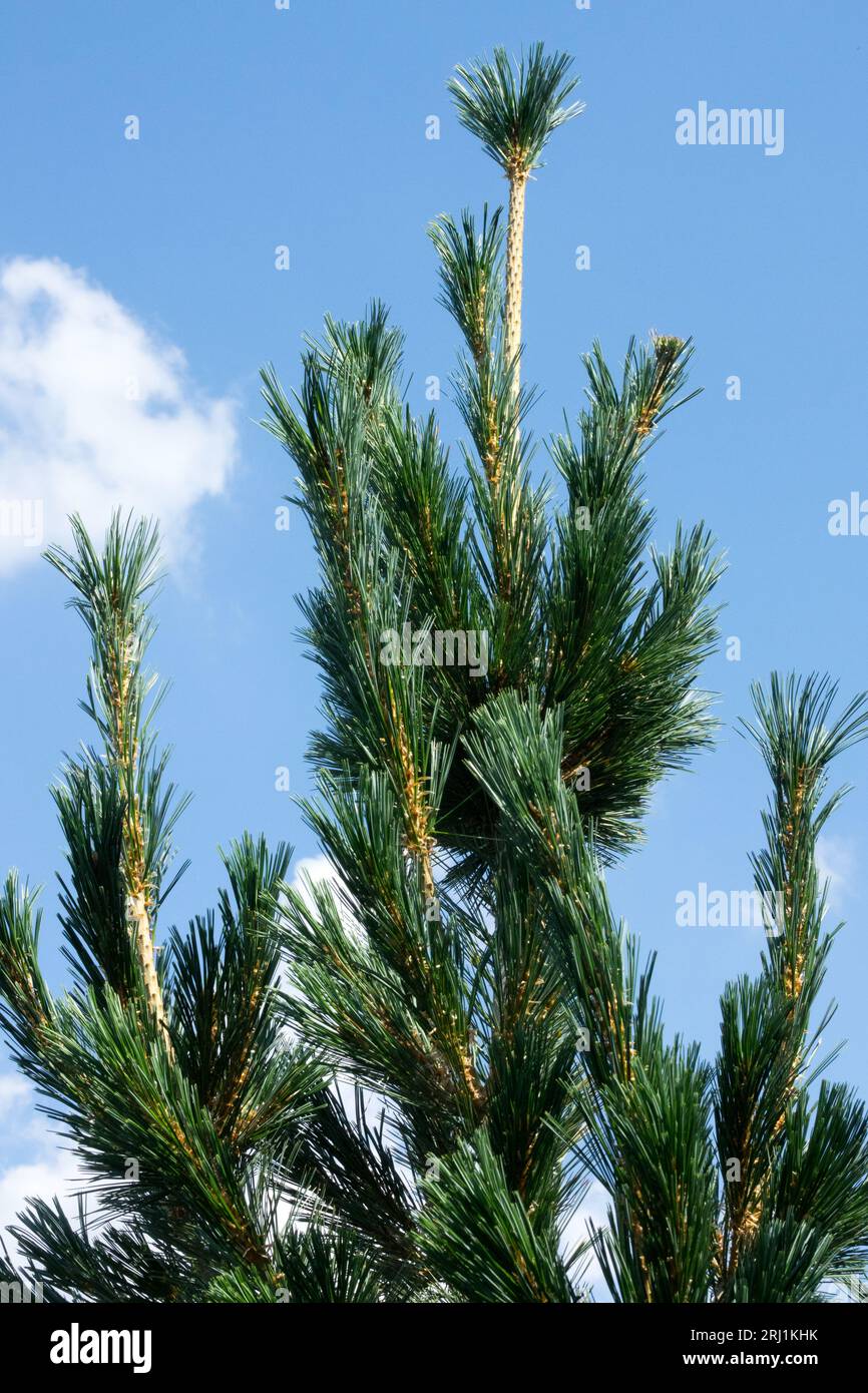 Limber Pine, Pinus flexilis Vanderwolfs Pyramid, Limbertwig, Pine, Rocky Mountain White Pine, tree, branches Stock Photo