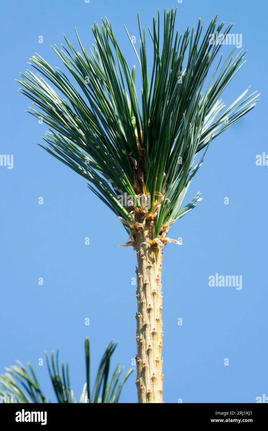 Limbertwig, Limber Pine, Pinus flexilis 'Vanderwolfs Pyramid', Coniferous, Needles, closeup, Pine, Branch Stock Photo