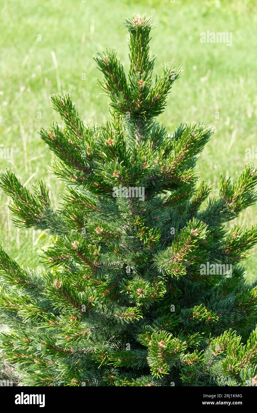 Colorado Bristlecone Pine, Foxtail Pine, Hickory Pine, Pinus aristata, Rocky Mountain Bristlecone, Pinus aristata 'Loveland' Stock Photo