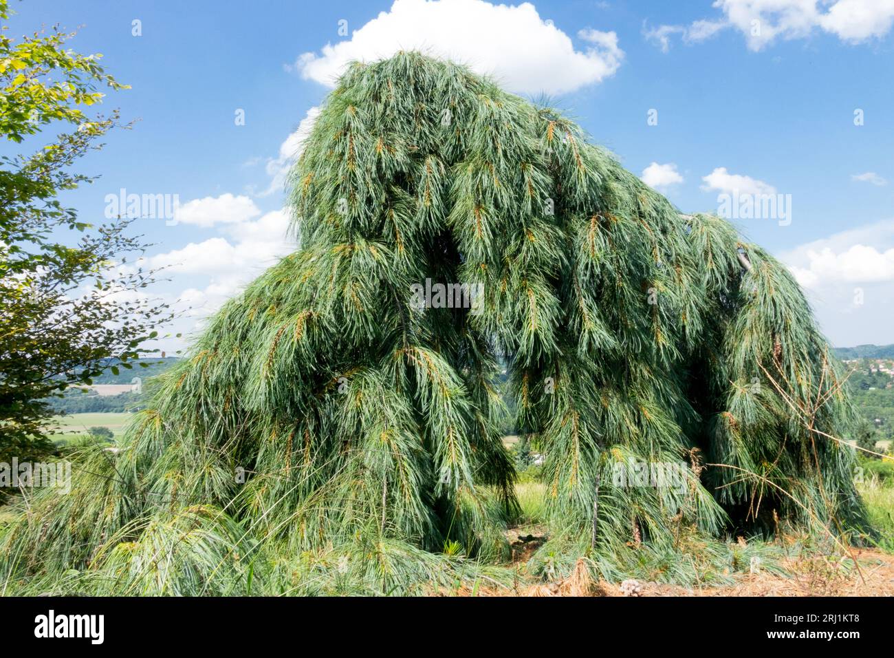 Weeping Eastern White Pine Pinus strobus 'Pendula' in garden Stock Photo