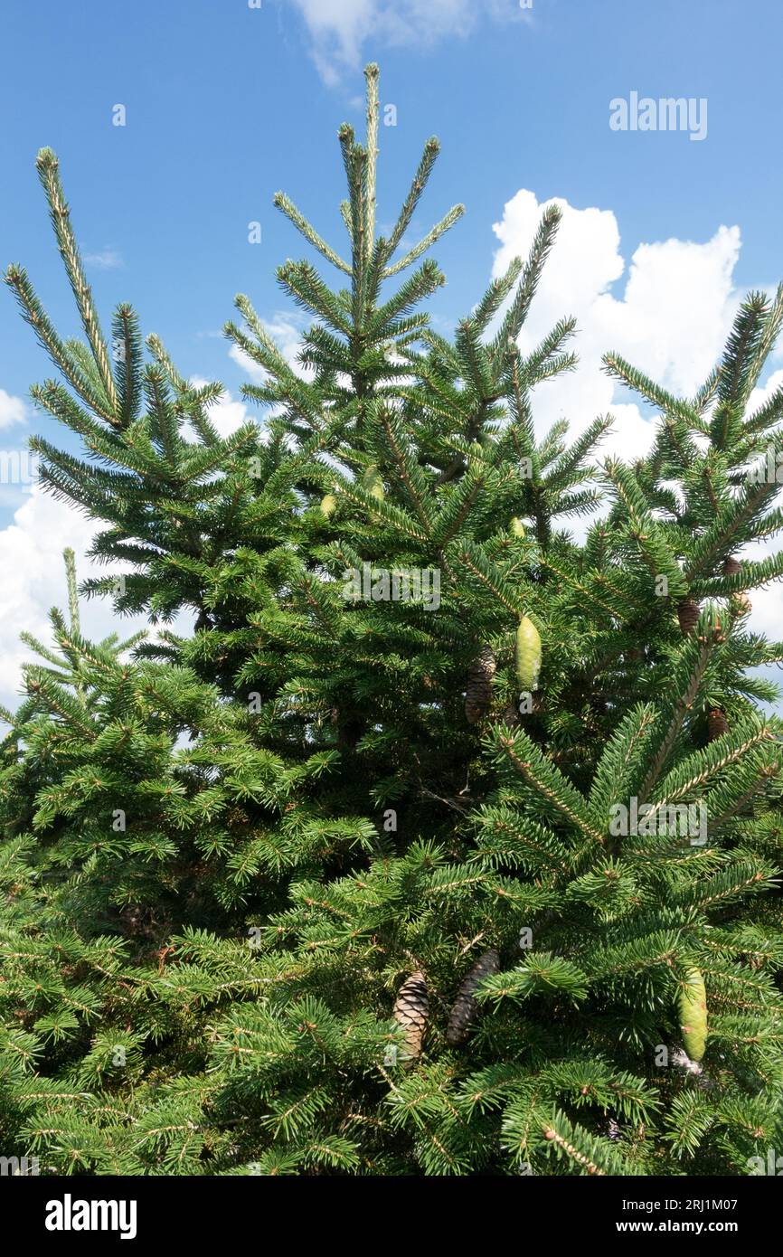 Wilson Spruce, tree, Picea wilsonii, Conifer, Coniferous, Plant Stock Photo
