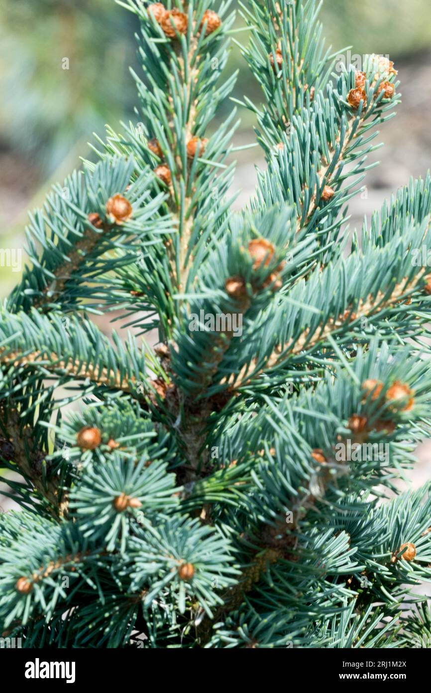 Coniferous, Needles, Spruce, Foliage, Picea engelmannii 'Lil Sister' Stock Photo