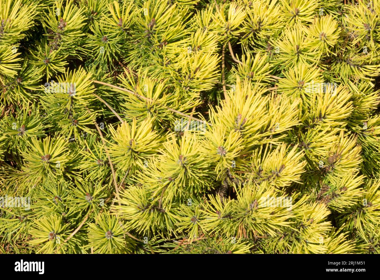 Pinus foliage in the summer colour of Pinus mugo 'Ophir' Stock Photo