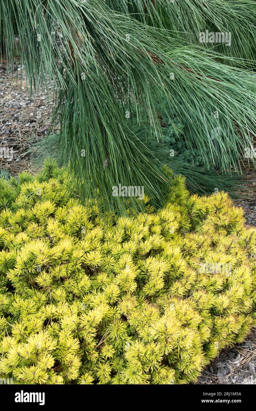 Pinus mugo Ophir growing under Pinus ponderosa 'Penaz' Stock Photo