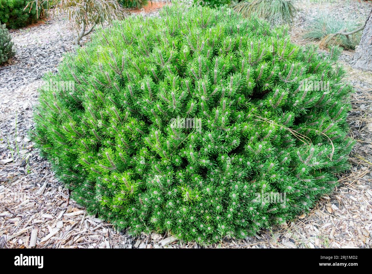 Mountain Pine, Pinus mugo 'Humpy', Garden, Mugo pine Stock Photo