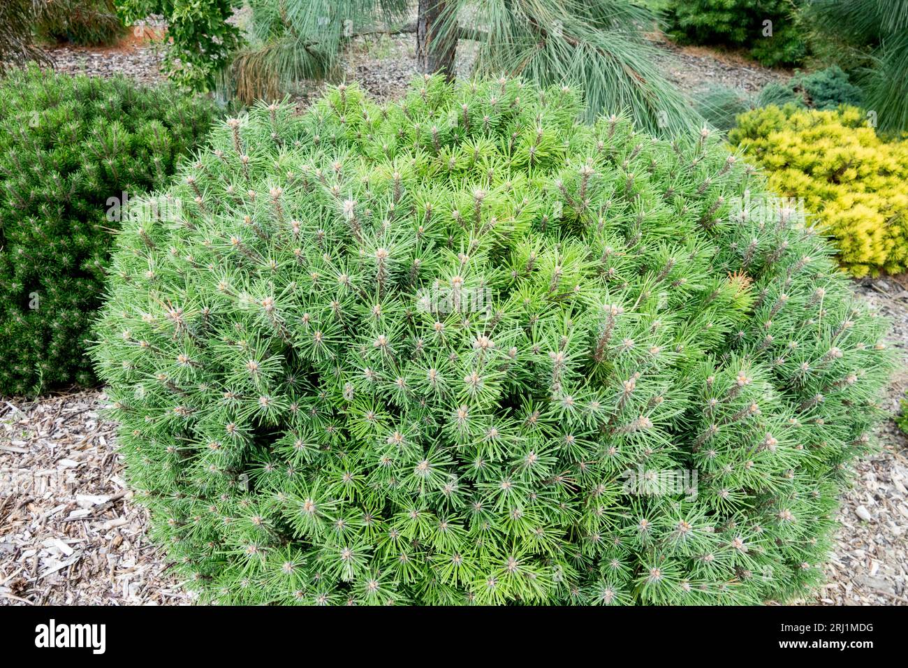 Mountain Pine, Garden, Pinus mugo 'Little Lady', Dwarf, Mugo pine, Cultivar Stock Photo