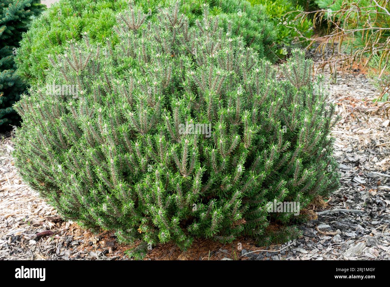 Small, Pinus mugo 'Brevifolia', Mugo pine, Mountain Pine, Garden Stock Photo