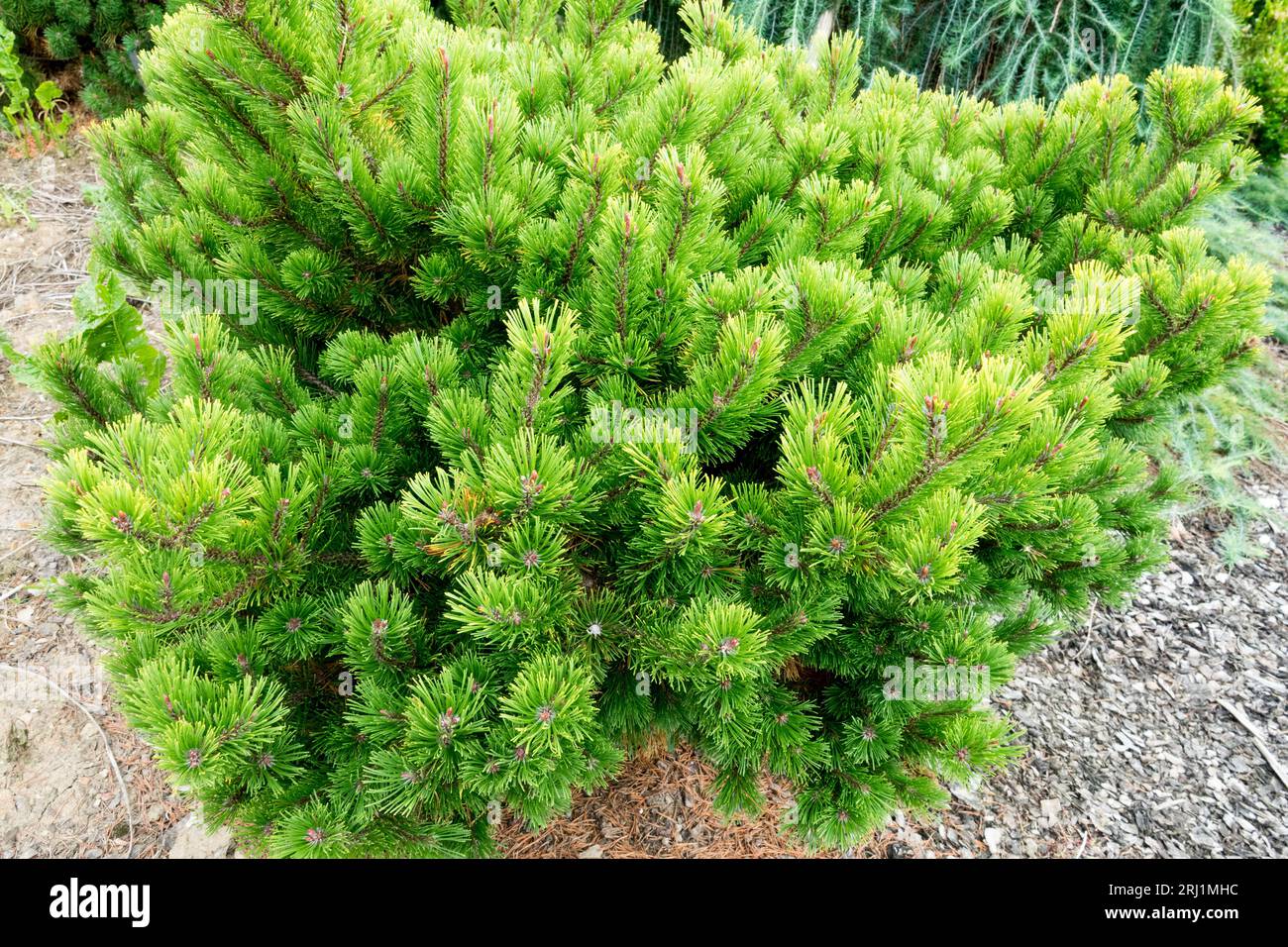 Mountain Pine, Pinus mugo "Little Gold Star" summer colour Stock Photo