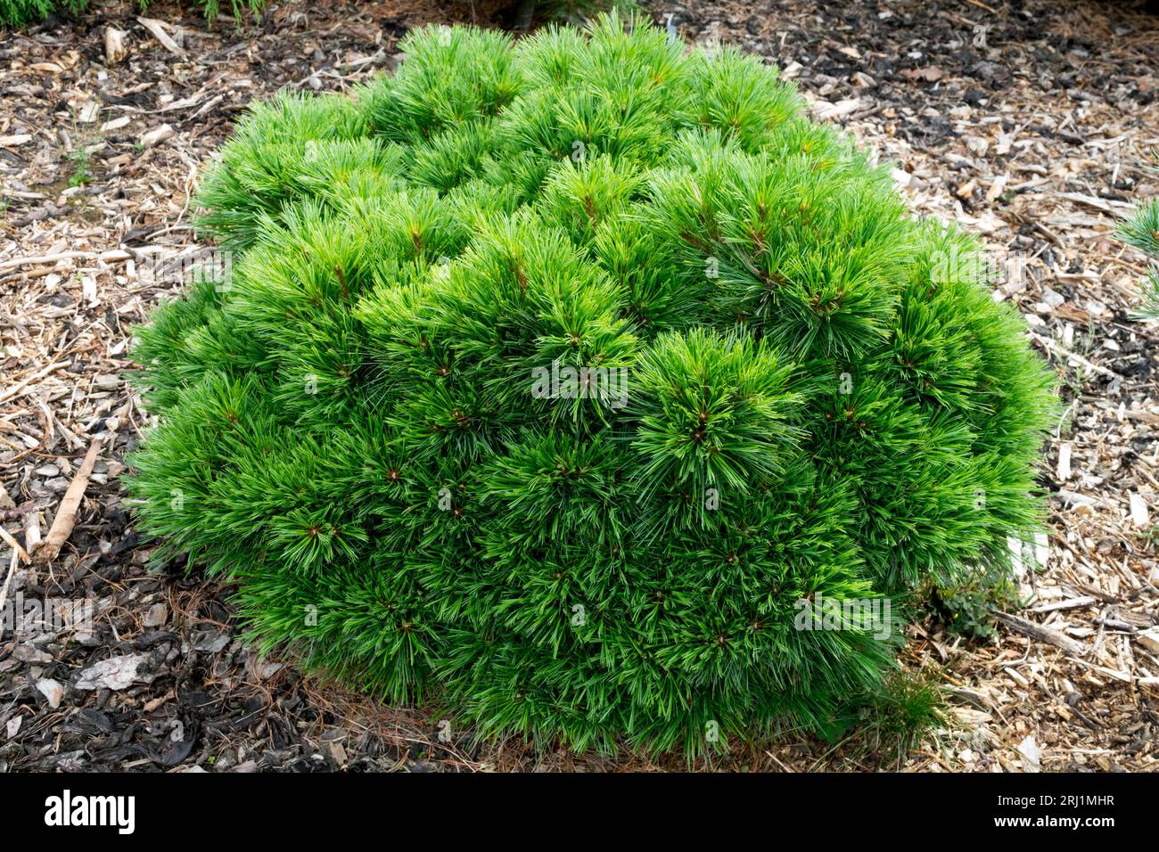 Dwarf, Pinus strobus 'Diablo' Cushion, Conifer in Garden, Eastern White Pine Stock Photo