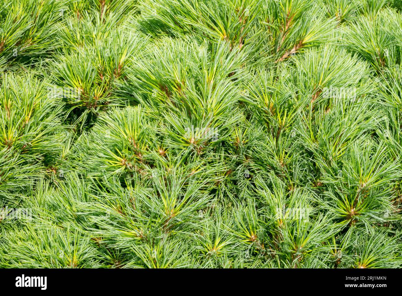 Pine, Foliage, Pinus strobus 'Diablo', Coniferous, Needles, Eastern White Pine Stock Photo