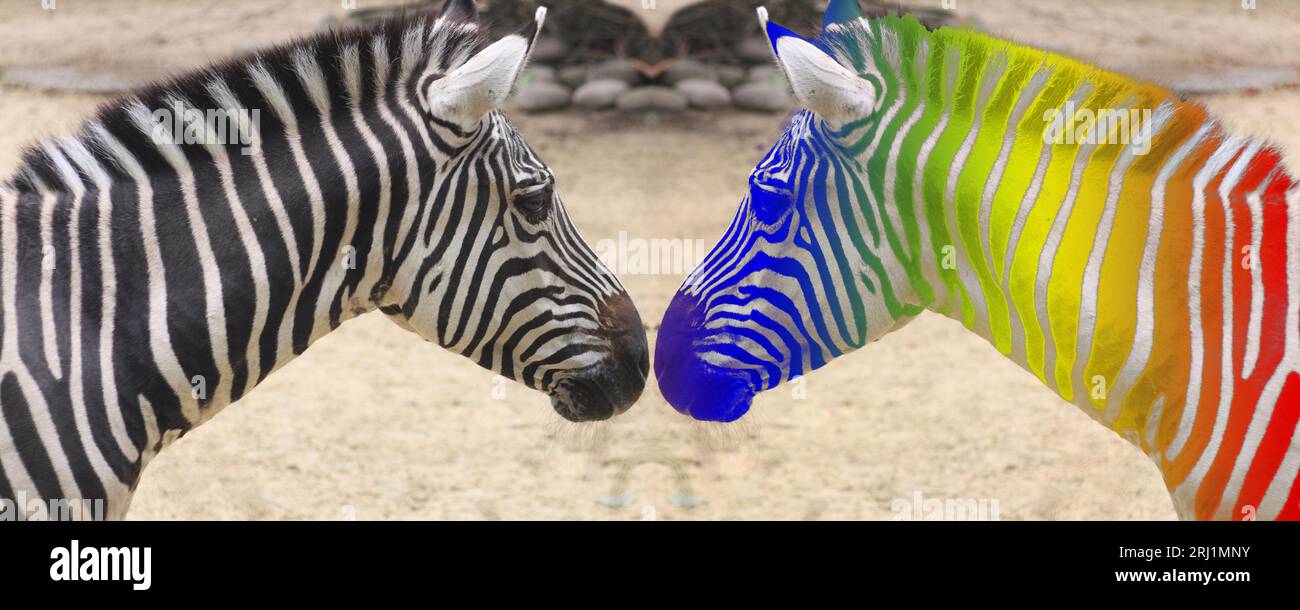 Zebra schwarz weiß und in Regenbogen Farben, Symbol für Diversität und Tolleranz Stock Photo