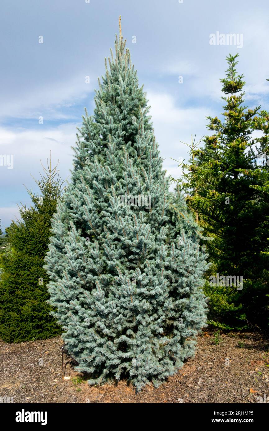 Conical, Picea pungens Growth, Silver Spruce, Picea pungens 'Iseli Fastigiate' Stock Photo