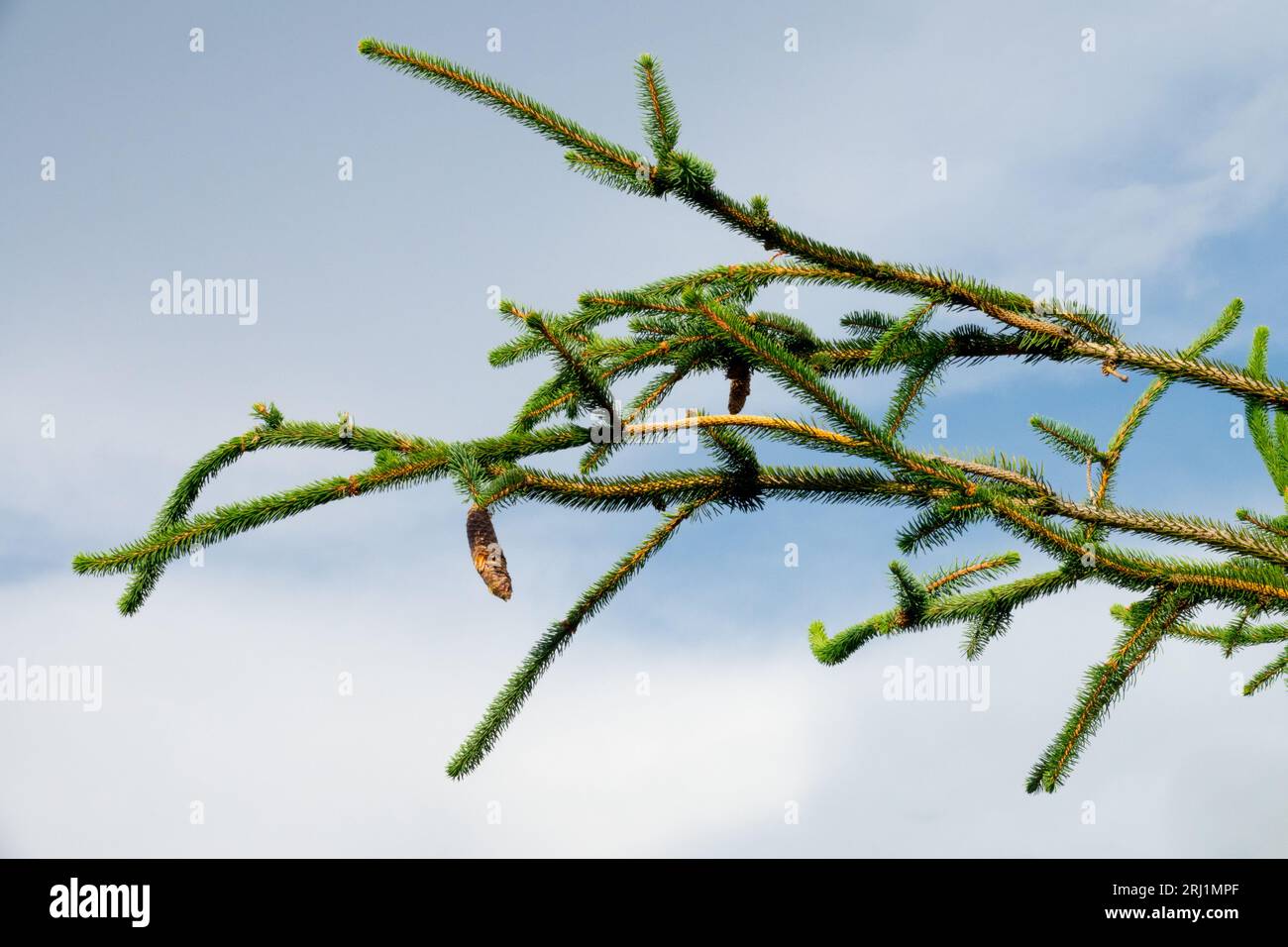 Norway spruce, Picea abies 'Cranstonii', Narrow, Branches Stock Photo