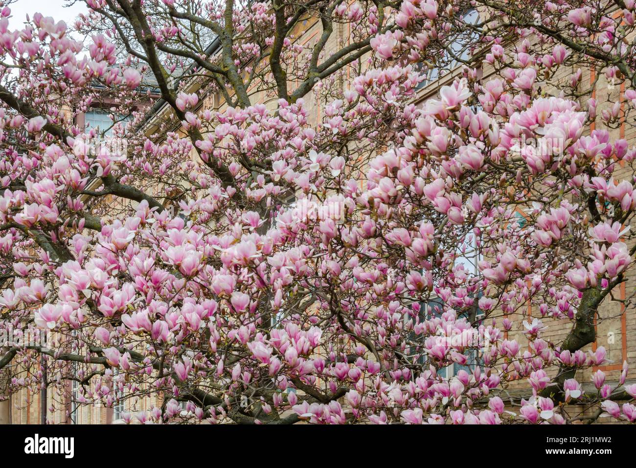 Magnolia tree blooms in the city Stock Photo