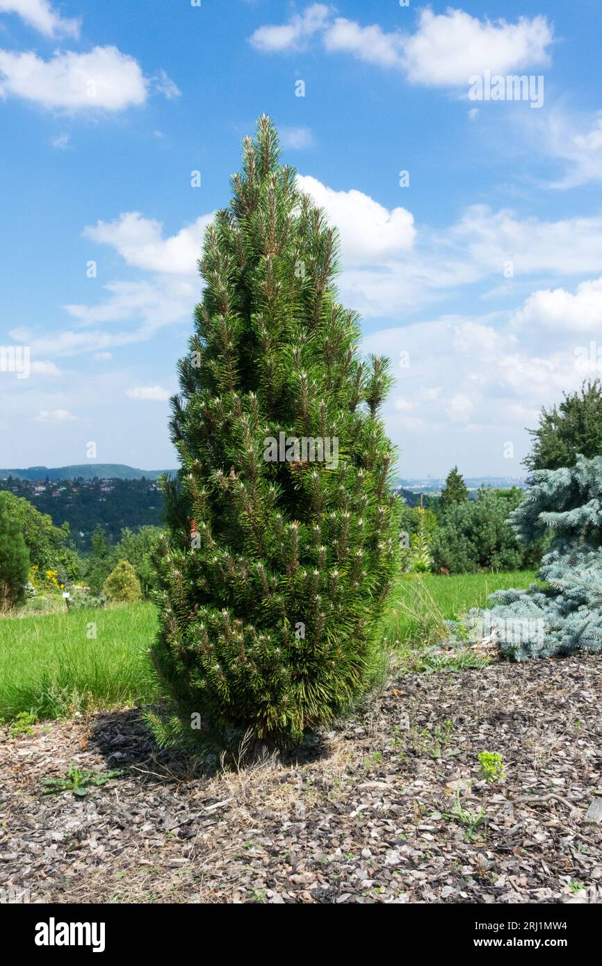 Pinus nigra 'Komet', Upright, Narrow, European Black Pine Pinus 'Komet' Stock Photo