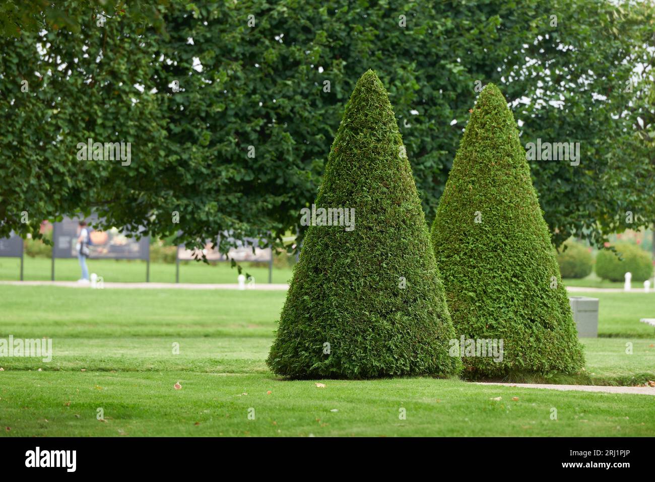 Two triangle shaped thuja in formal garden. Stock Photo