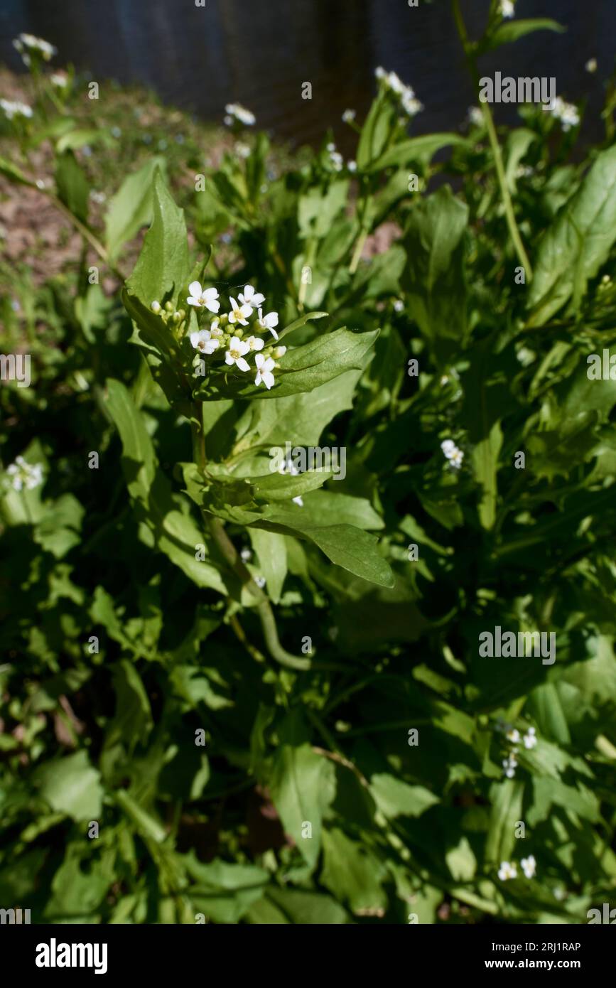 Calepina irregularis white inflorescence Stock Photo