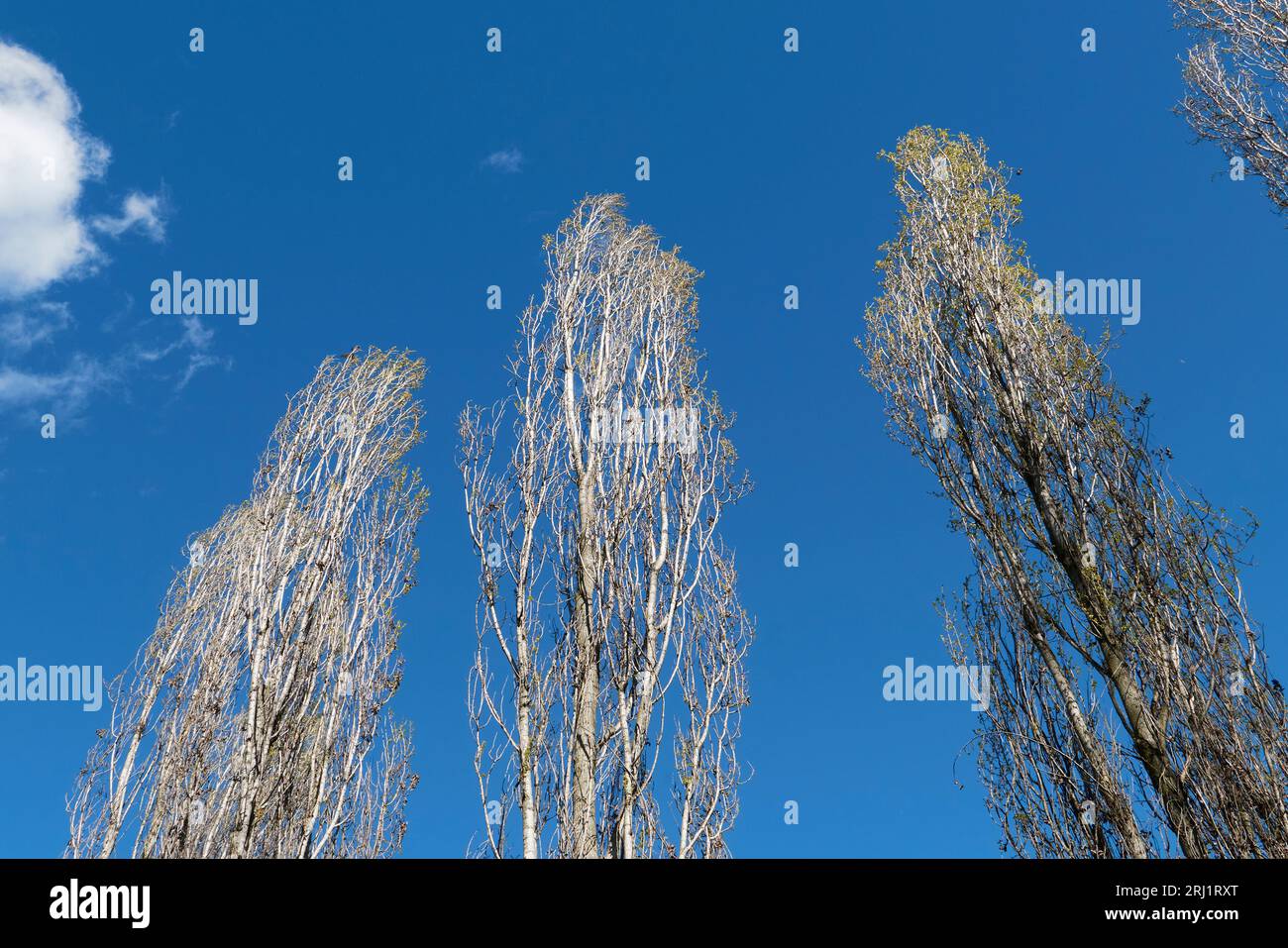 Populus nigra italica silhouette Stock Photo