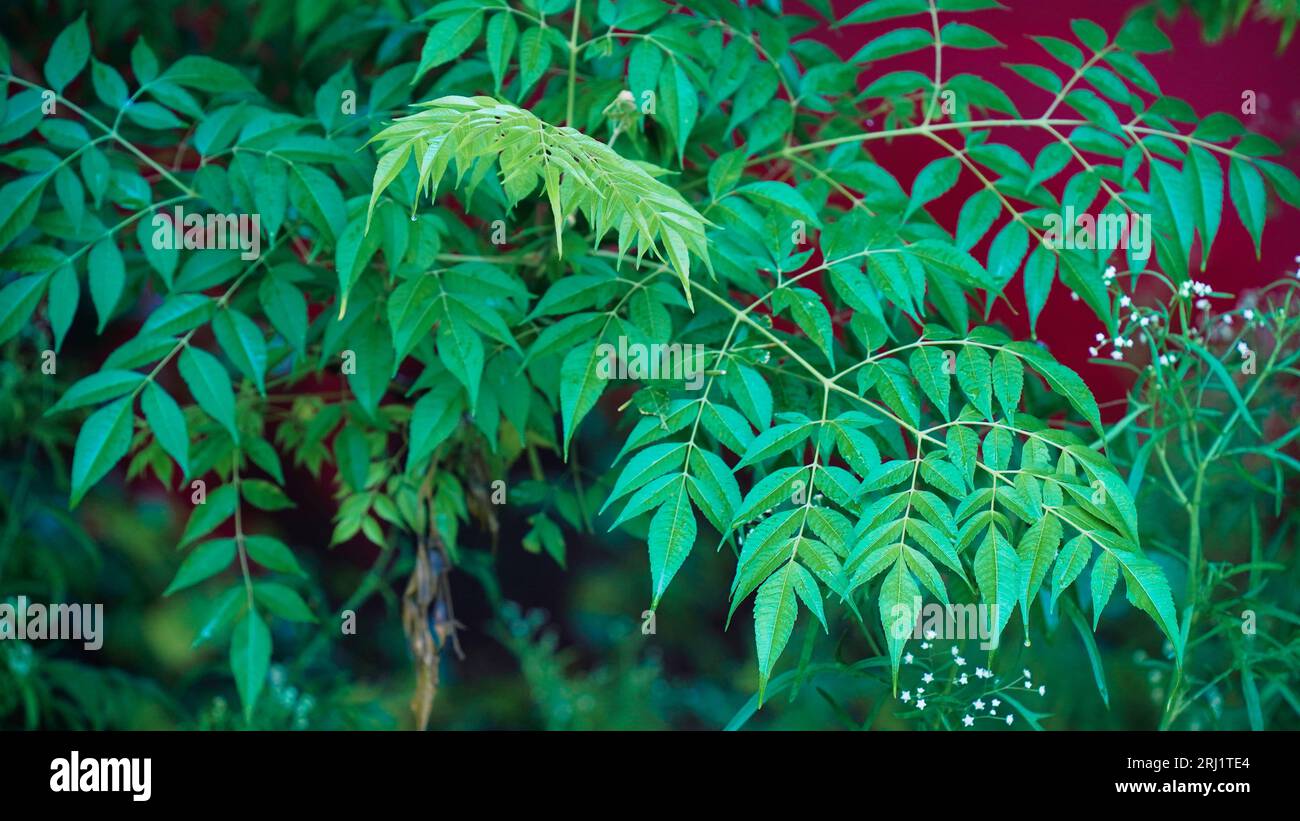Medicinal neem leaves Azadirachta indica ,Siamese neem leaves, Neem