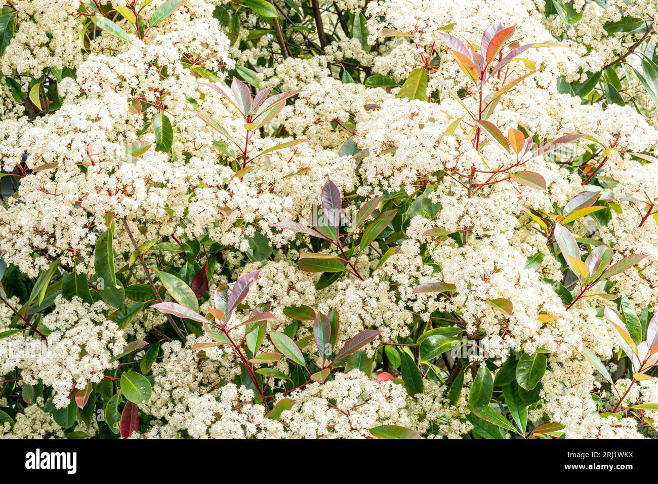 White blossoms on a European-mountain ash tree, sorbus aucuparia. Blossoms and green leaves fill the frame completely. Stock Photo