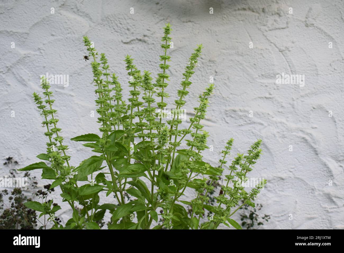 Basil ocimum basilicum wild hi-res stock photography and images - Alamy