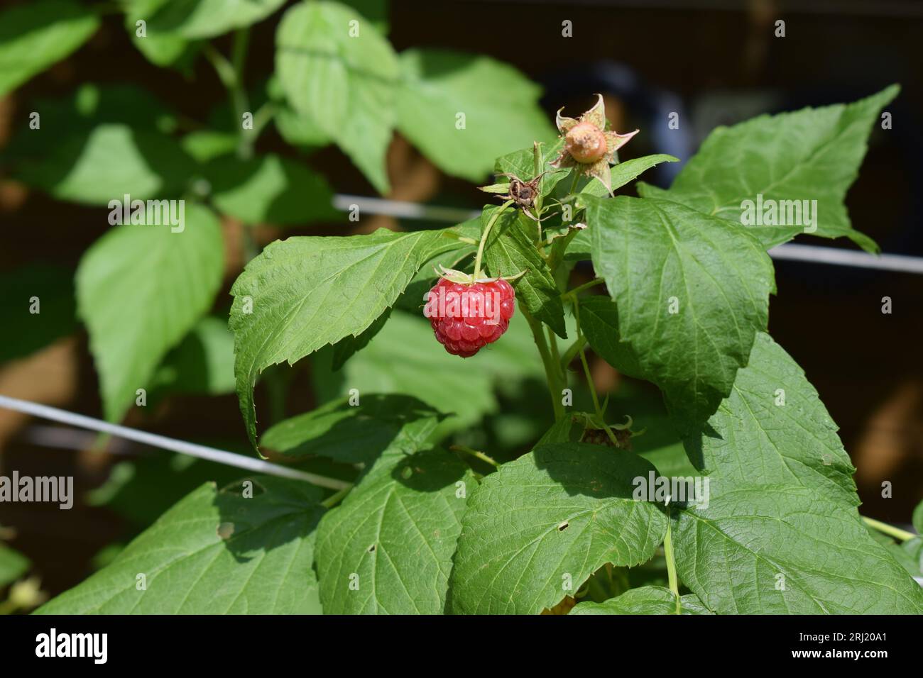 raspberry on the plant Stock Photo