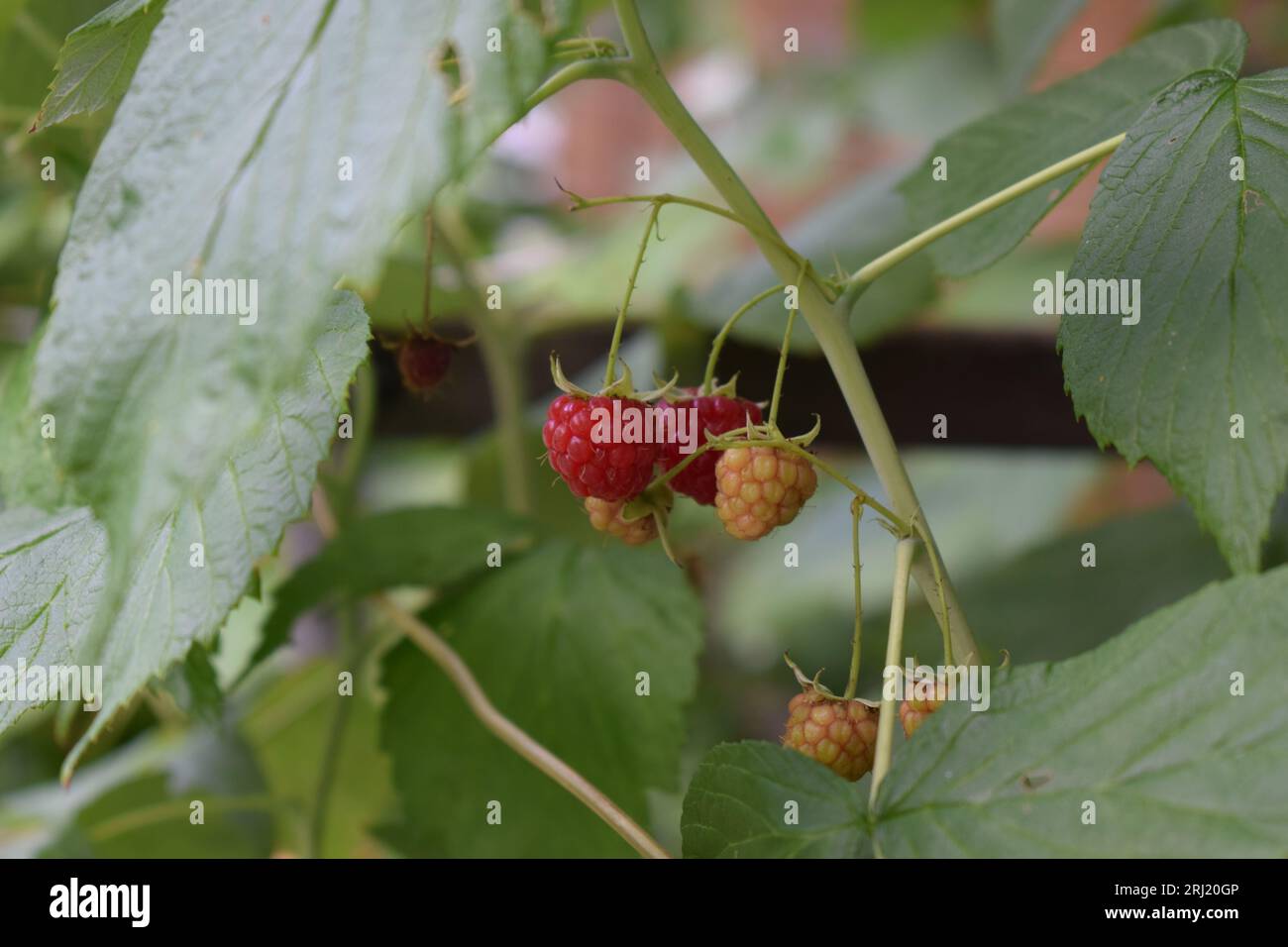 raspberry on the plant Stock Photo