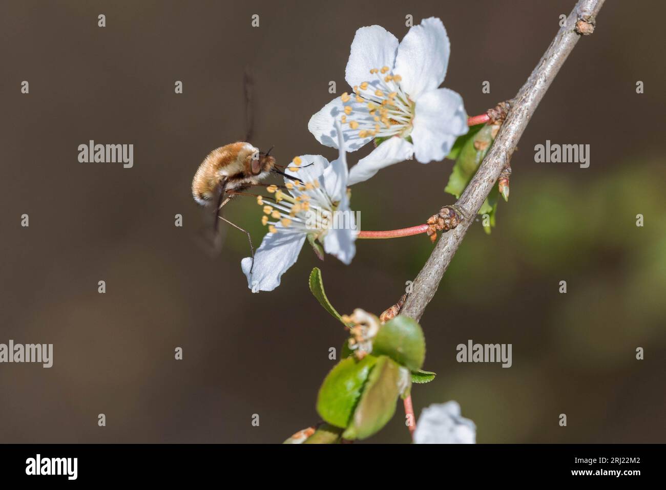 Bee-fly visiting a flowering pear tree in early spring Stock Photo