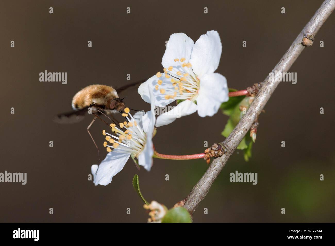 Bee-fly visiting a flowering pear tree in early spring Stock Photo
