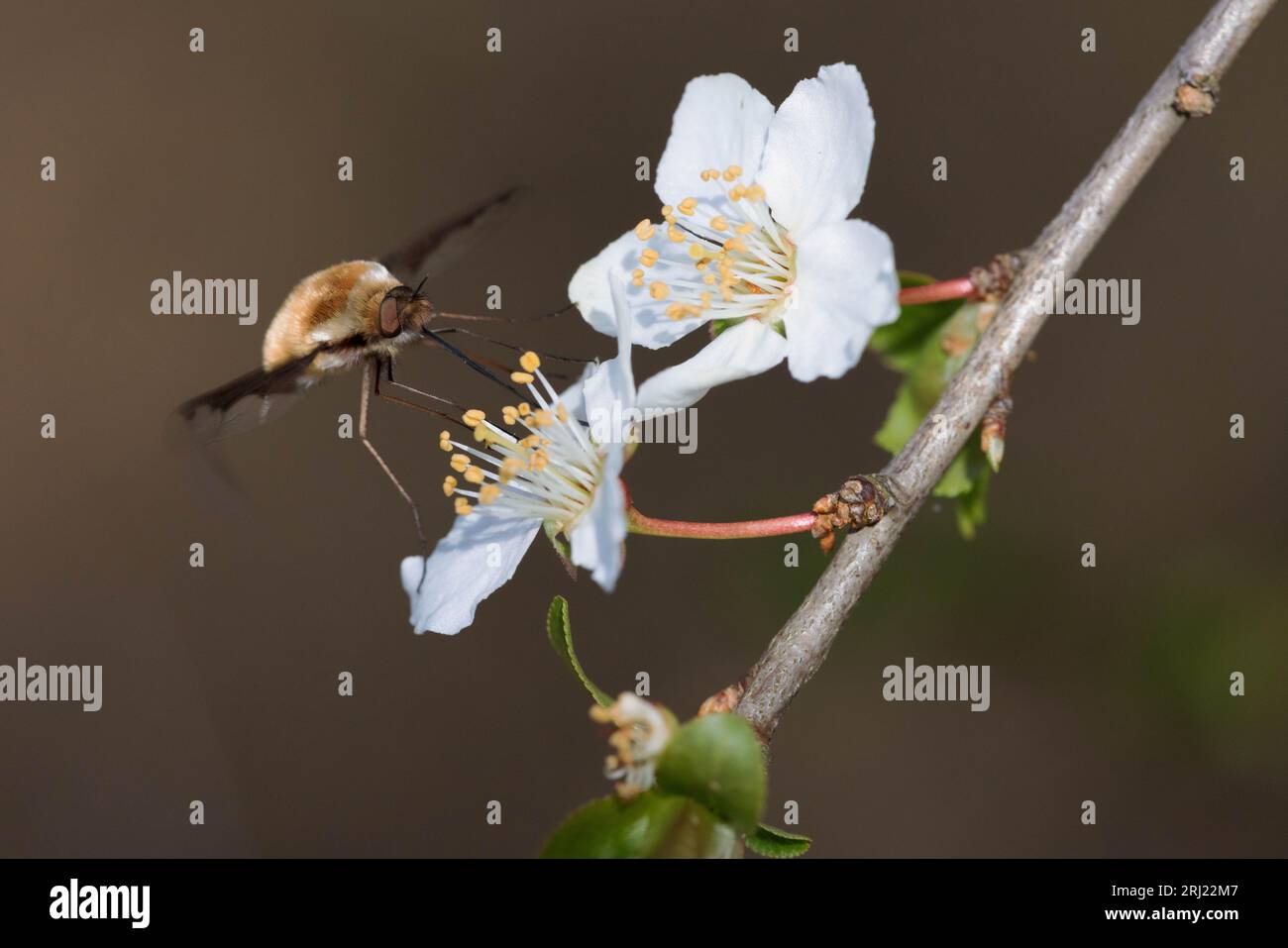 Bee-fly visiting a flowering pear tree in early spring Stock Photo