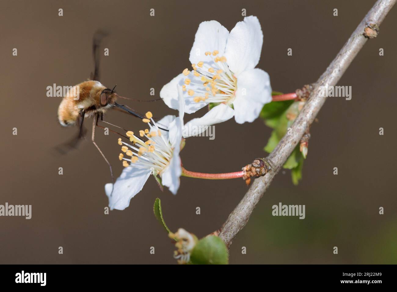 Bee-fly visiting a flowering pear tree in early spring Stock Photo