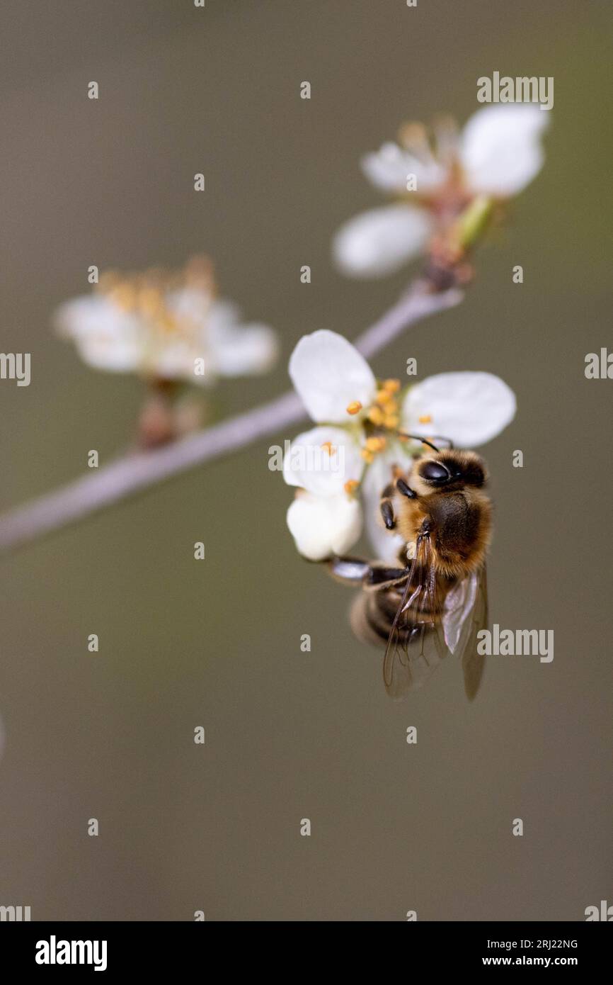 Bee-fly visiting a flowering pear tree in early spring Stock Photo