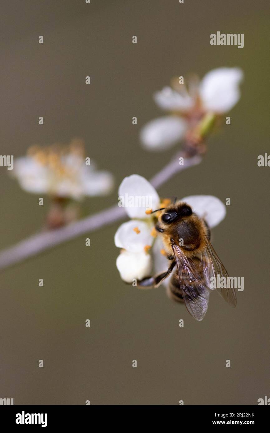 Bee-fly visiting a flowering pear tree in early spring Stock Photo