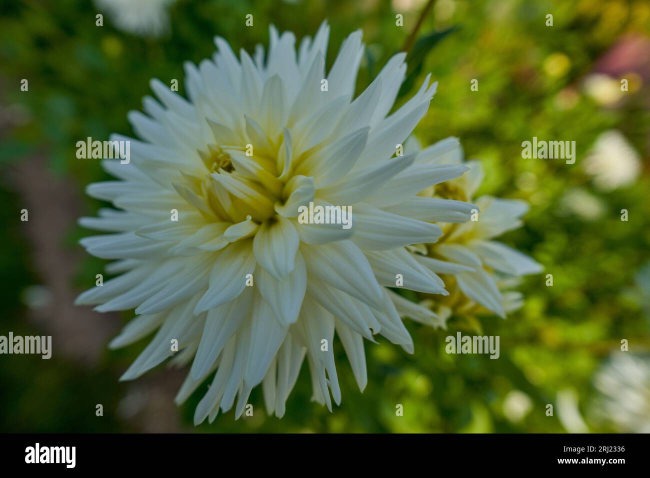 Dahlia inside hi-res stock photography and images - Alamy
