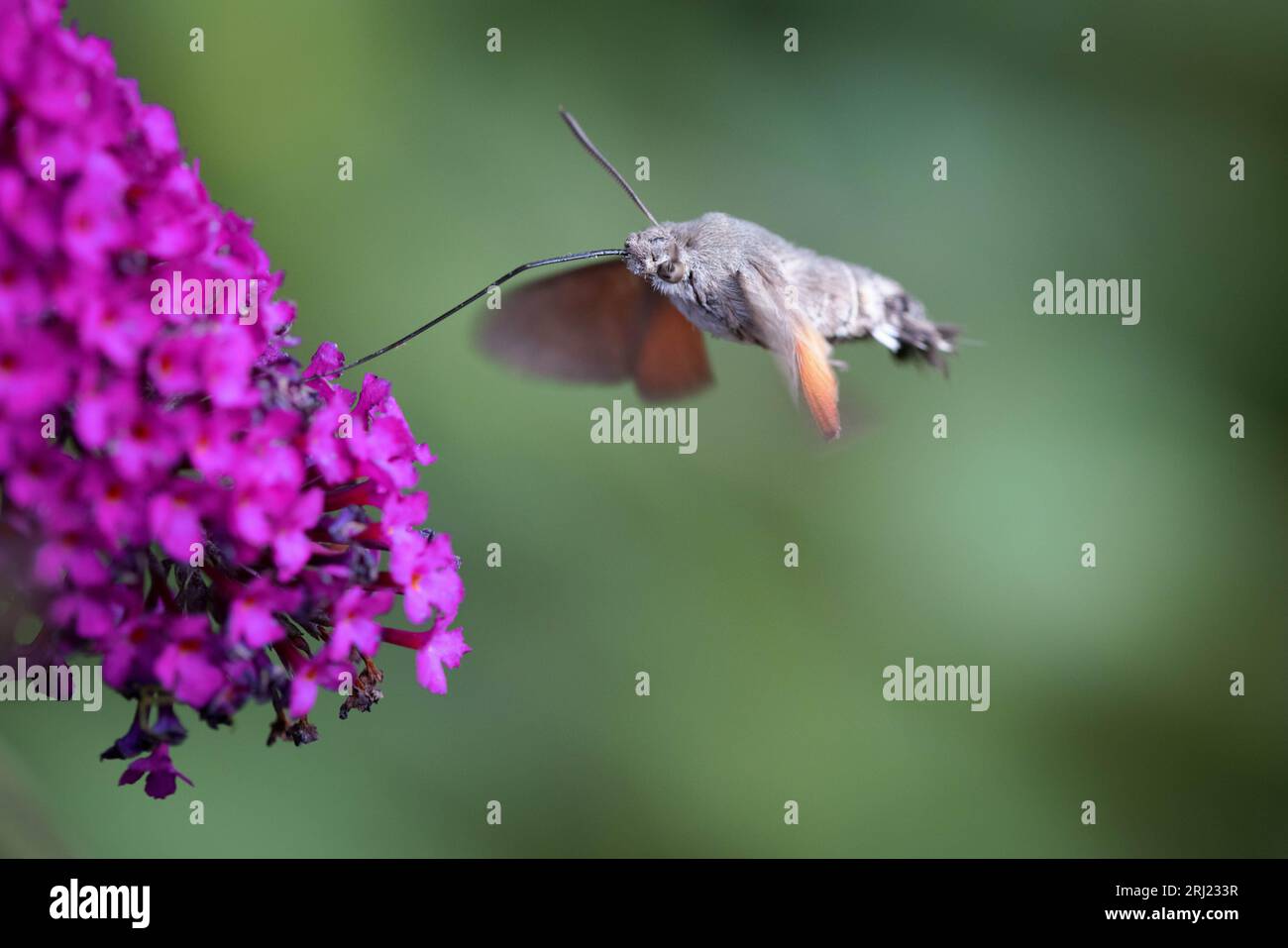 Macroglossum stellatarum, Hummingbird hawk-moth in flight, feeding Stock Photo