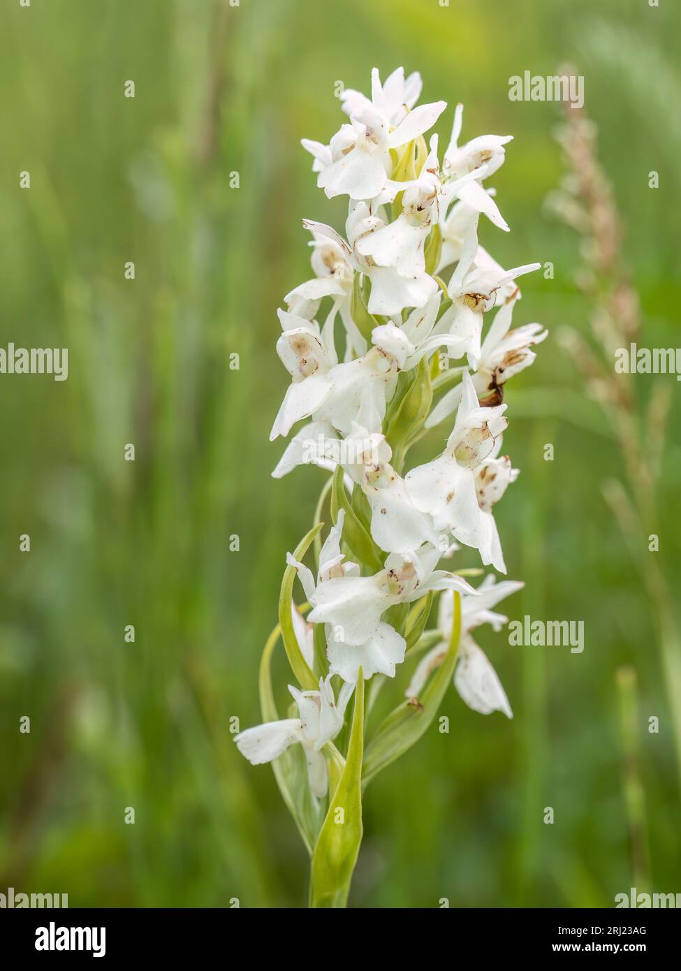 White version of Marsh orchid Dactylorhiza sp. in flower. Devon, UK. Stock Photo