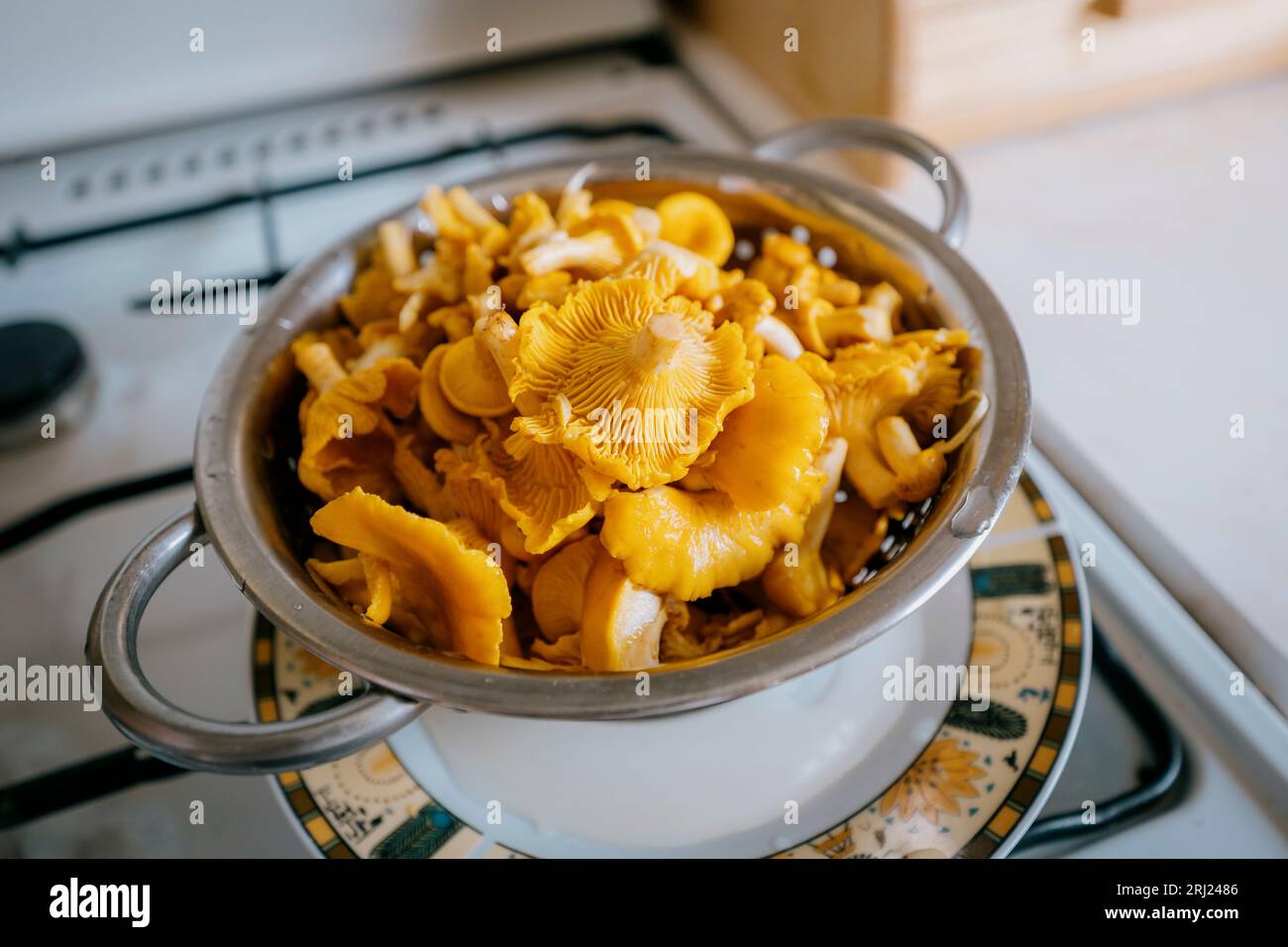 Wet chanterelles in a colander after rinsing. Freshly picked mushrooms. Stock Photo