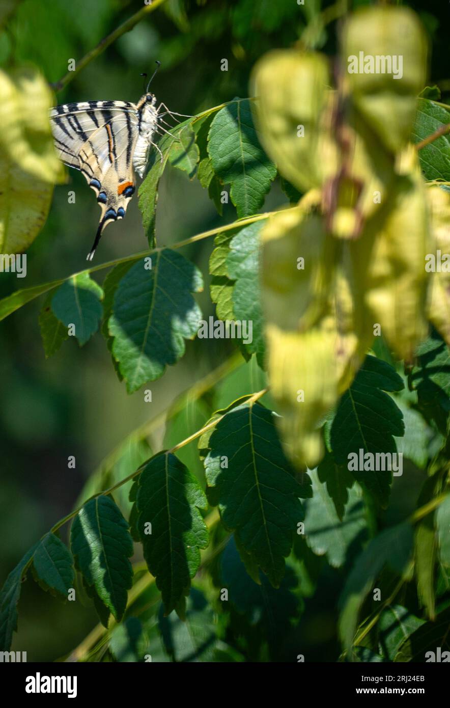 Malomirovo Bulgaria 20th August 2023:  Swallowtail butterfly hides in the trees, strong sun heatwave has cause the breakdown of chlorophyll in the leaf leafs become brown and brittle combined with dry soil conditions from reduce summer rain fall.   :Clifford Norton Alamy live news Stock Photo