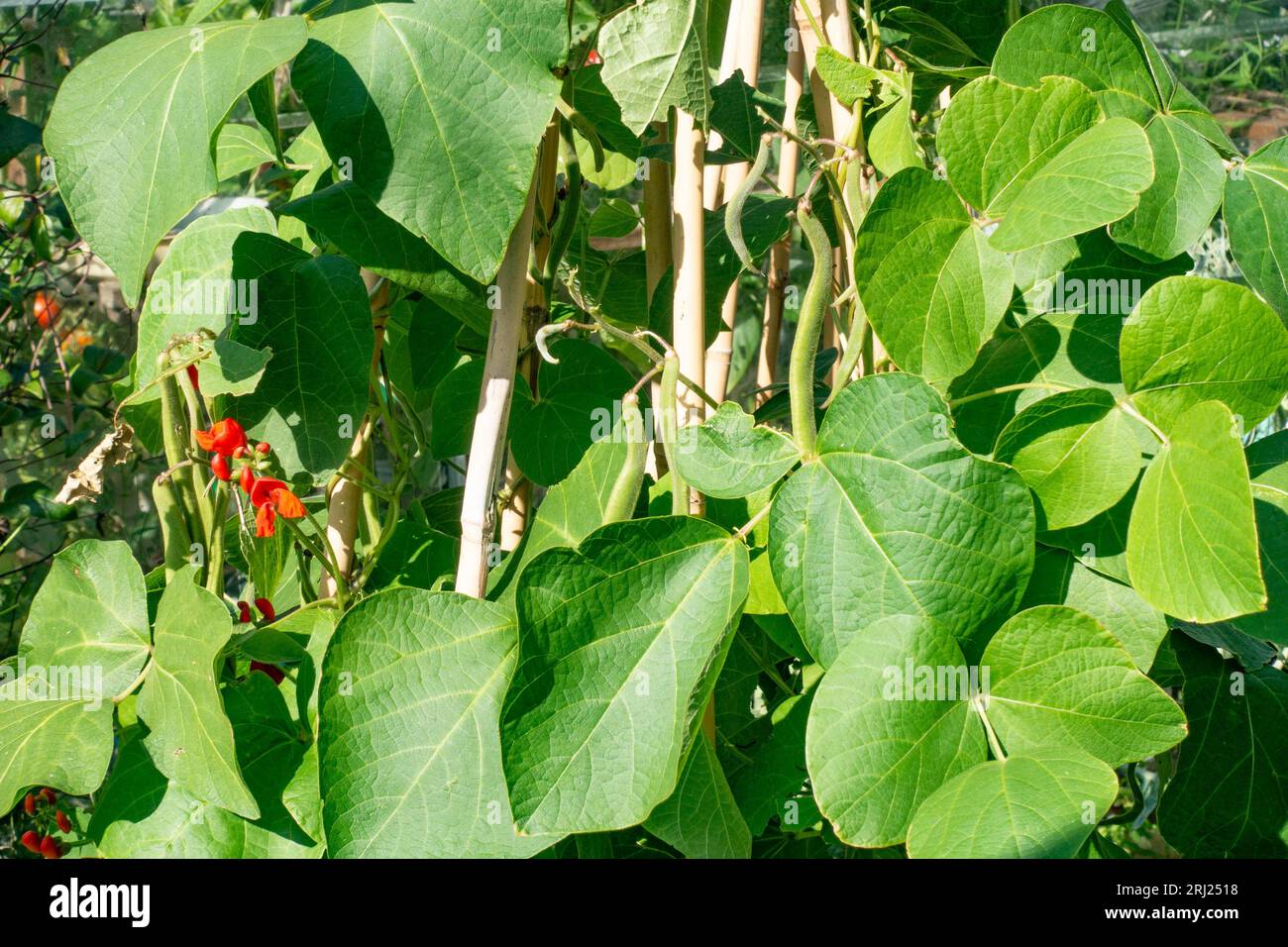 Home grown runner beans growing in a garden Stock Photo