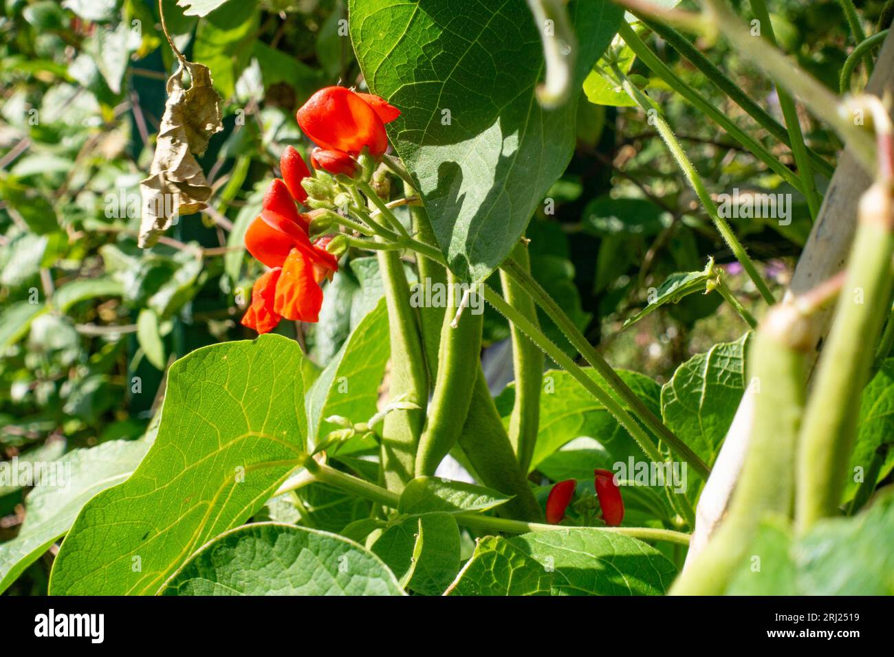 Home grown runner beans growing in a garden Stock Photo