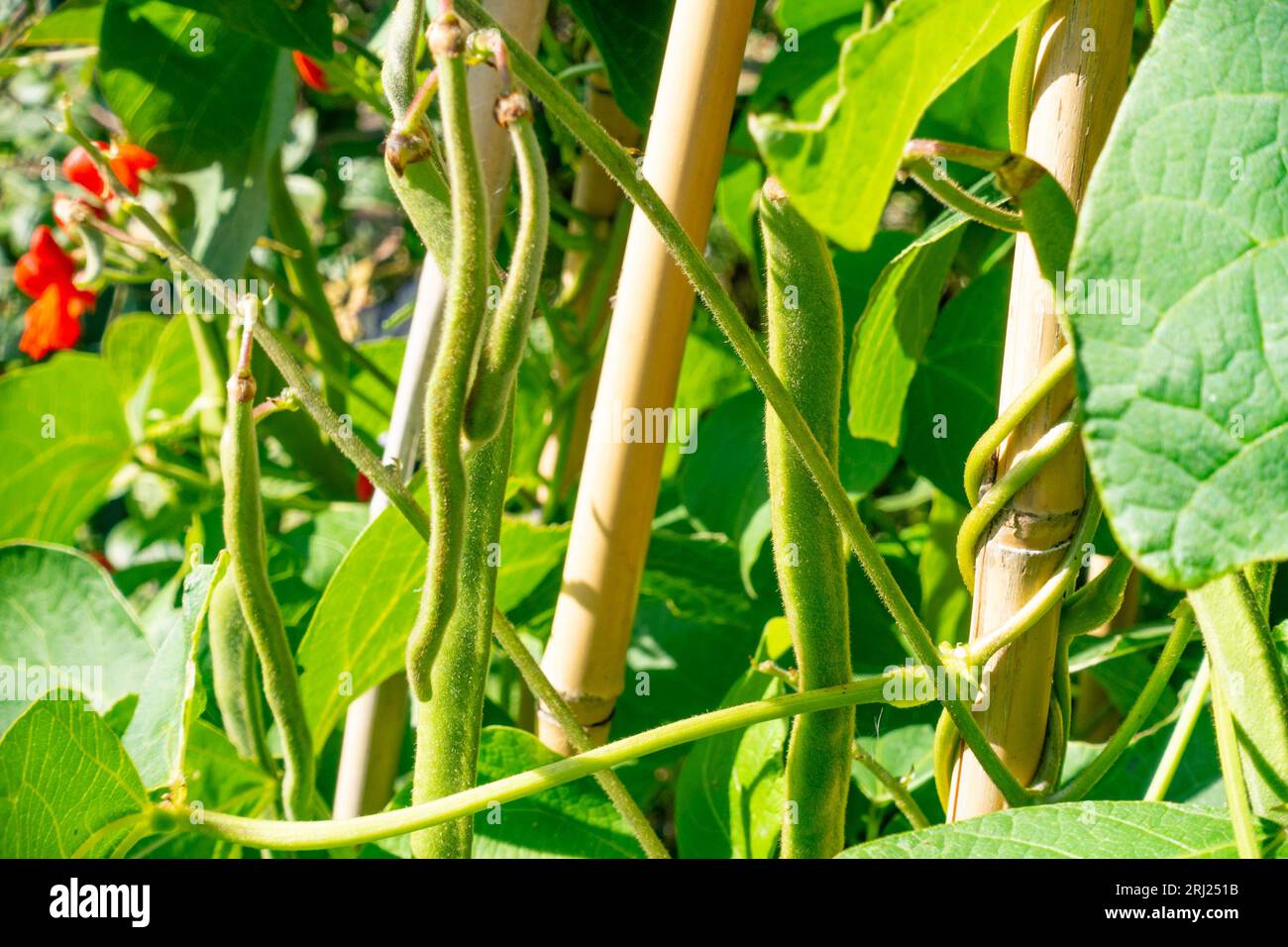 Home grown runner beans growing in a garden Stock Photo