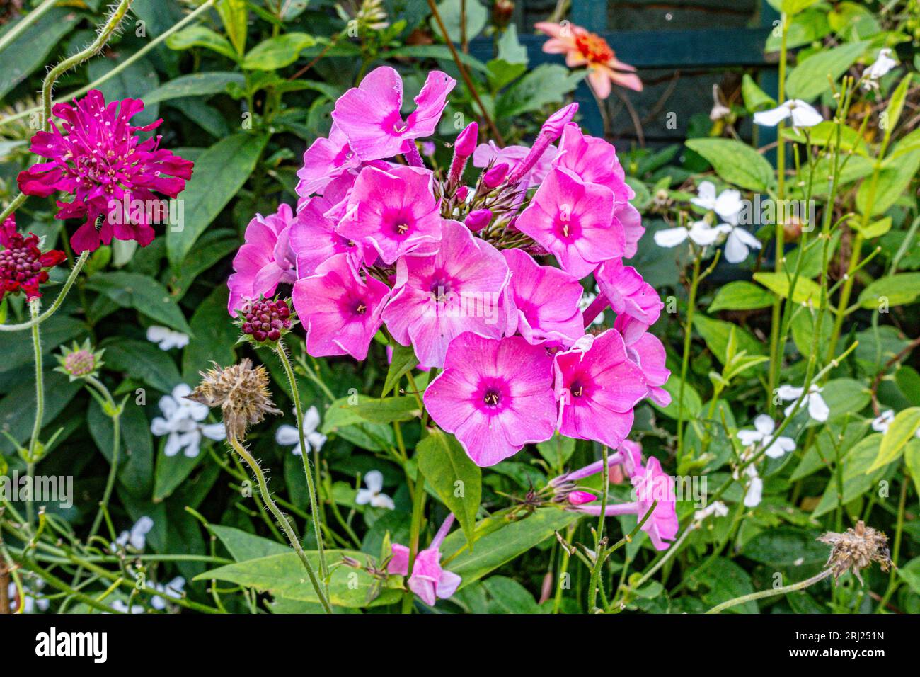 A pink phlox herbaceous perennial plant flowering in a garden Stock Photo