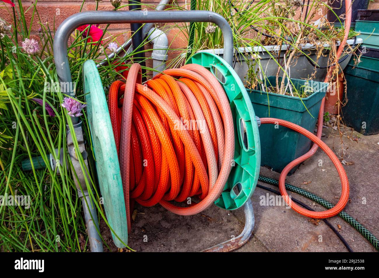 An old, weathered looking hose pipe on a reel on the ground in front of a wall in a back garden. Stock Photo