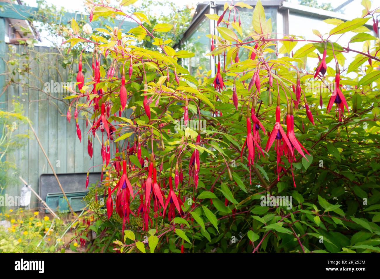 A fuchsia plant flowering with many brightly coloured flowers. Stock Photo