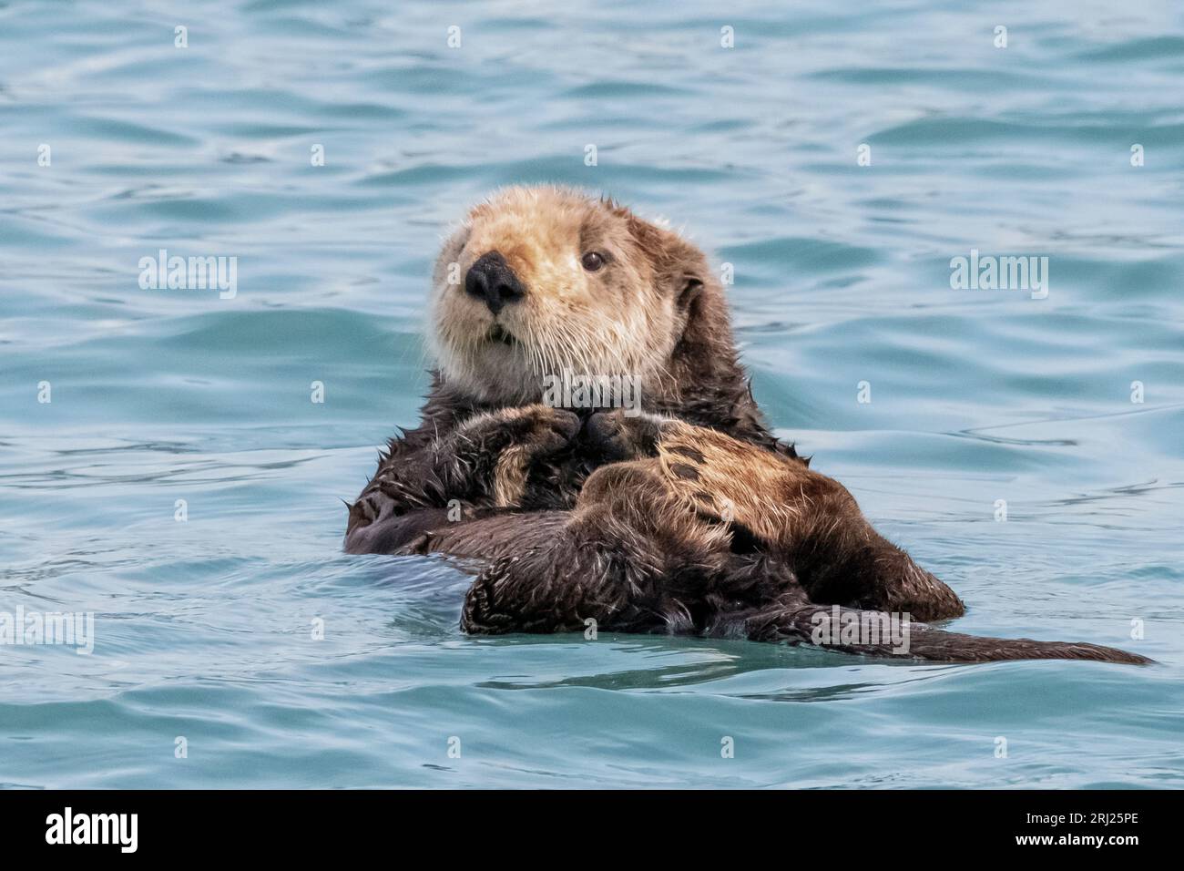 ; Sea Otter; Marine Mammals; Alaska Stock Photo