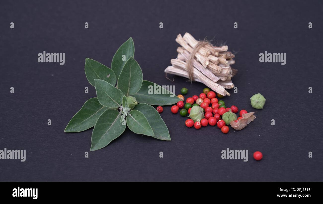 Withania somnifera, known commonly as ashwagandha. Best Medicinal, herb