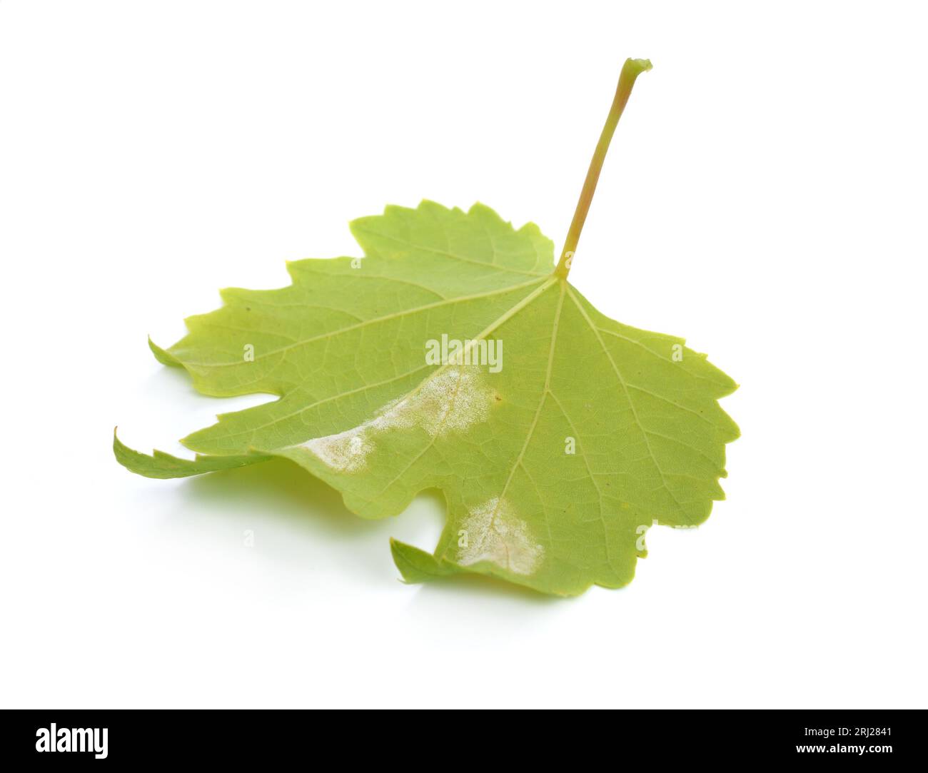Downy mildew on a grape leaf. Isolated on white background Stock Photo